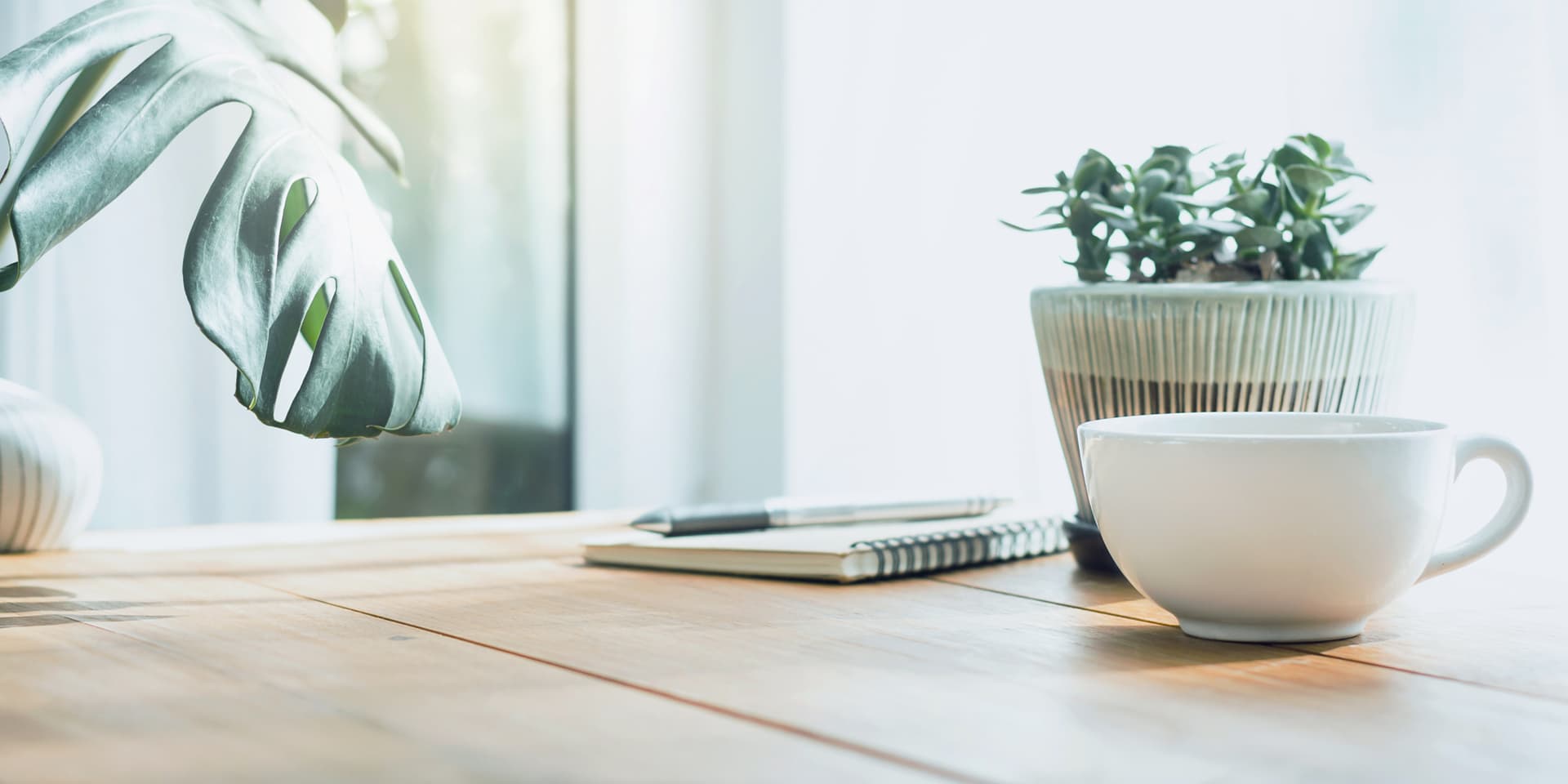明るい部屋のテーブルに置かれた、小さい植木鉢とマグカップ