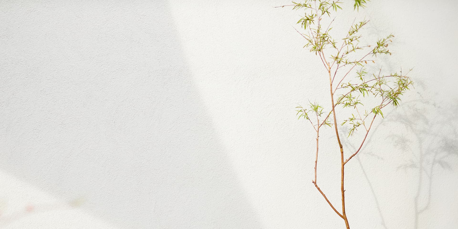 壁に沿って植えられた一本の細い低木